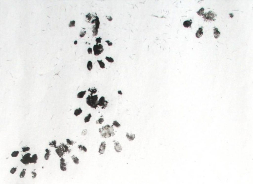 Baby Hedgehog Footprints