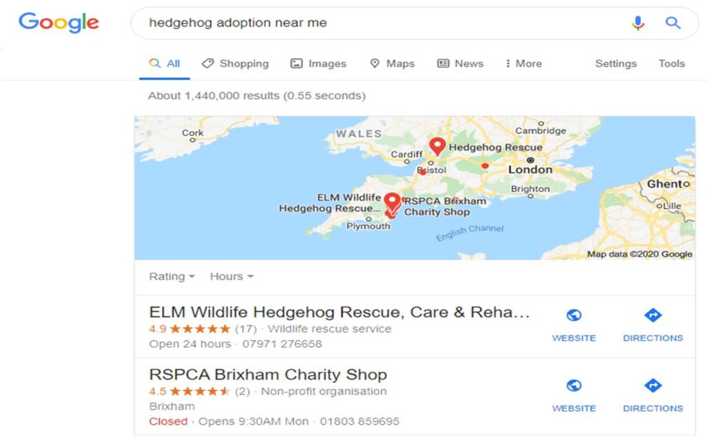 Hedgehog Adoption Near Brixham