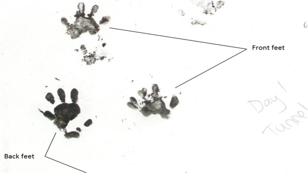 Adult Hedgehog Footprints