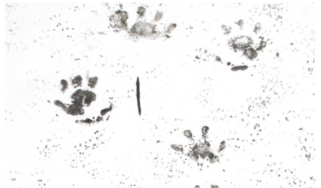 Hedgehog Footprints Vs. Small Rodents Footprints