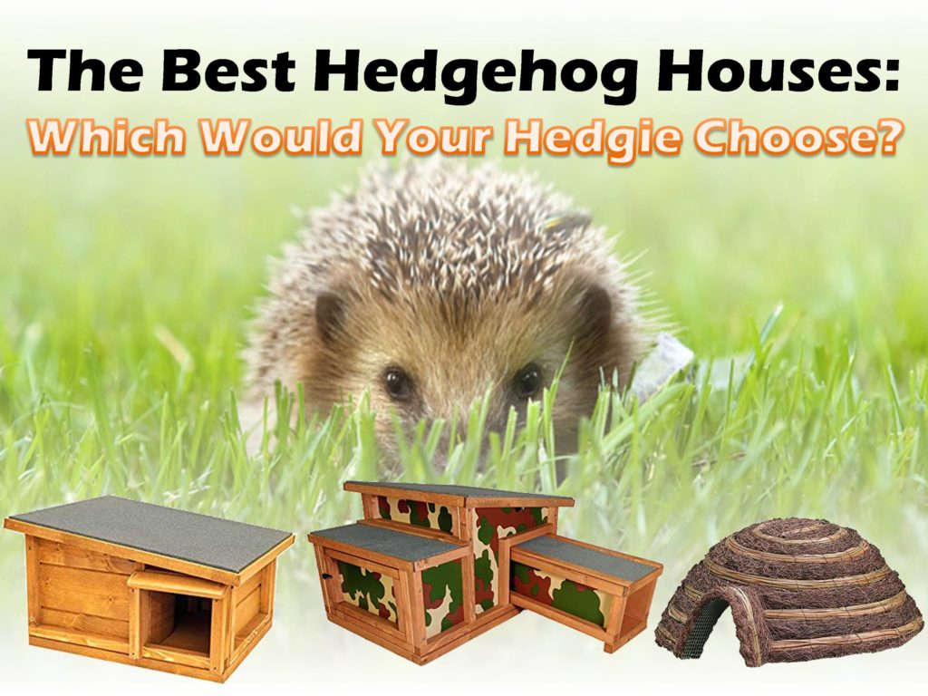 The Best Hedgehog House 2020