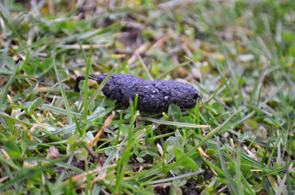 Photo of hedgehog poo (dropping)